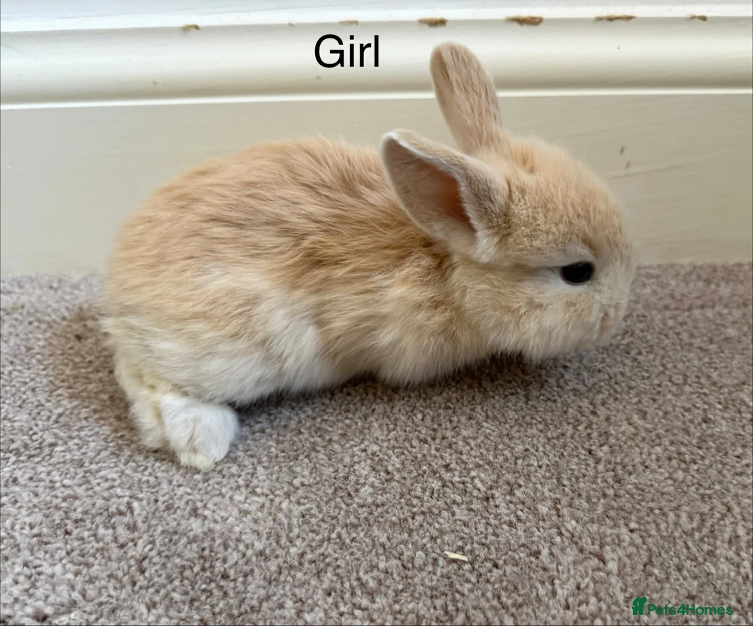 Mini Lop rabbits for sale: Mini Lop Rabbits  in Cottingham - Advert 2
