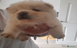 Chow Chow dogs for sale: Chow chow puppies for sale - Image 14