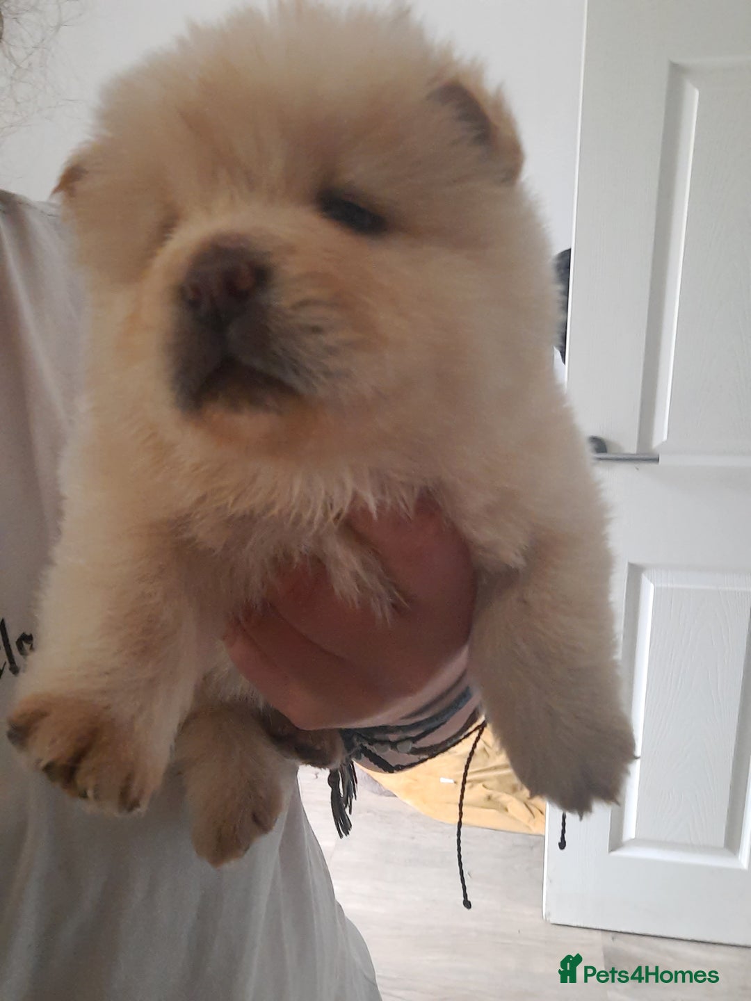Chow Chow dogs for sale: Chow chow puppies for sale - Image 14