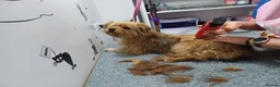 Mixed Breed dogs for adoption: 🐾💛 ARISA – The Little Dog Nobody Stopped For💛🐾 - Advert 19