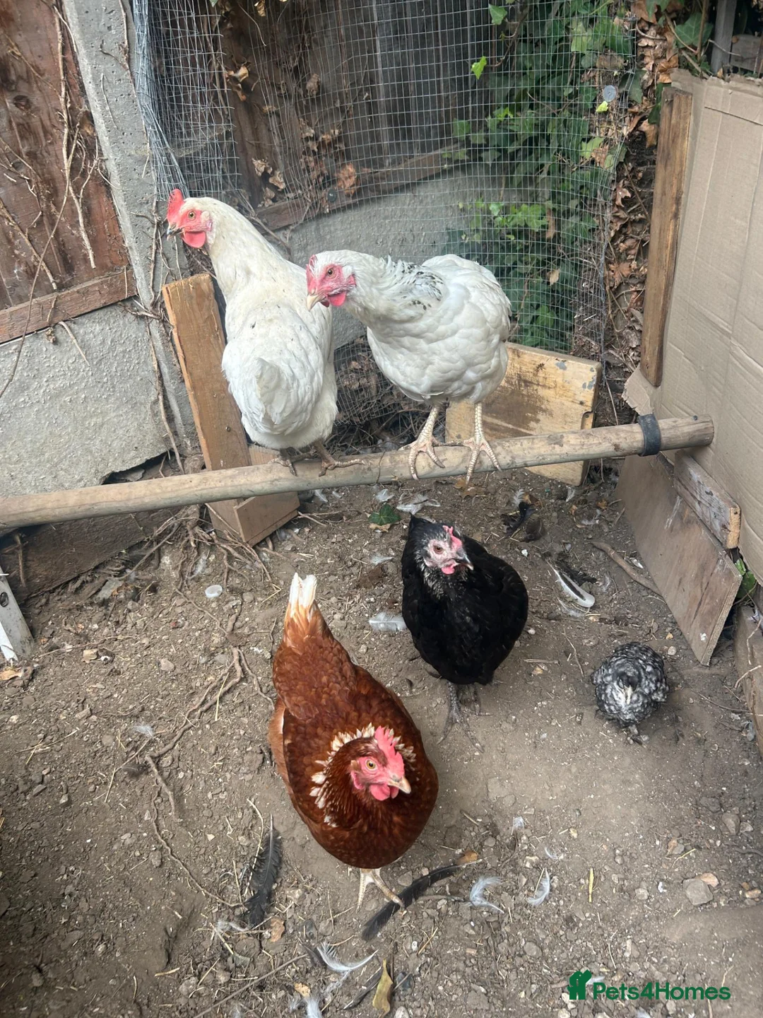 Hens poultry for sale: 4 HENS + 2 CHICKS FOR SALE 🐣 in London - Advert 2