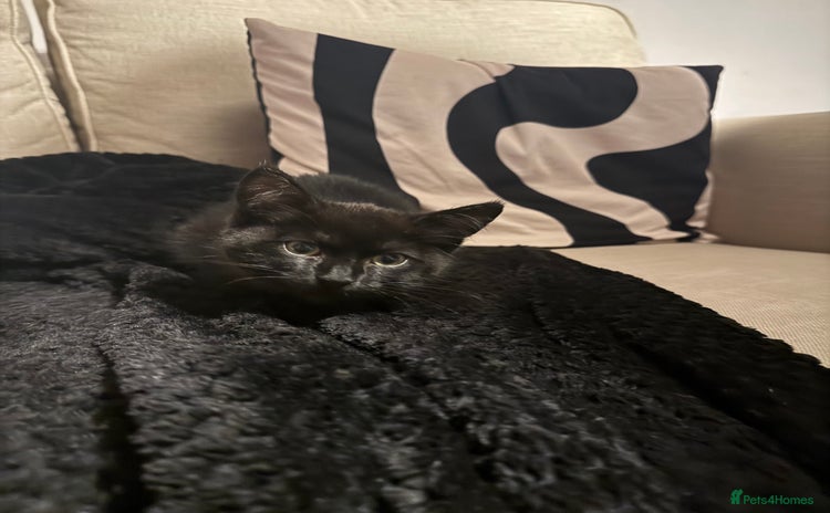 Domestic Shorthair cats - Advert 1