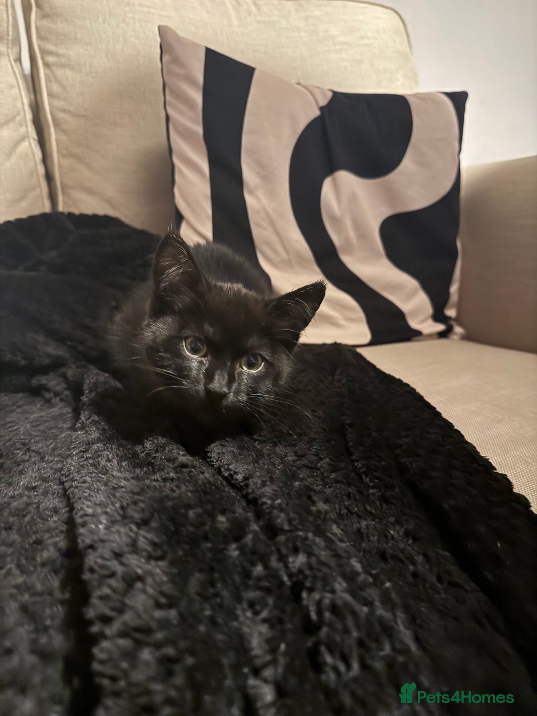 Domestic Shorthair cats for sale: Beautiful kitten 9 weeks old  - Image 1