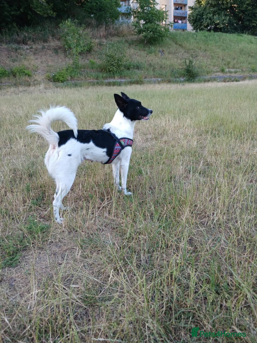 Mixed Breed dogs for adoption: 💖🐶 ELZA 🐶💖 - Image 11
