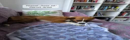 Mixed Breed dogs for adoption: Hazel, 6 months approx. Available for adoption. - Advert 11