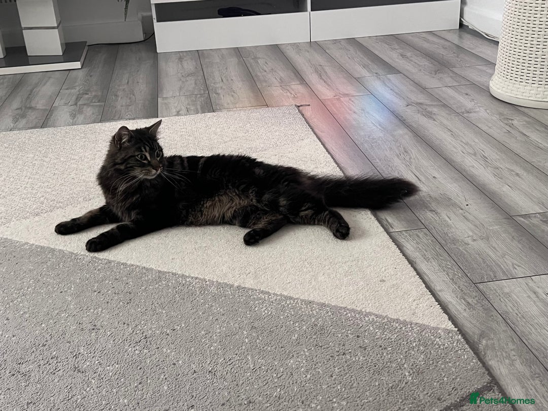 Maine Coon cats for sale: Maine Coon - Advert 6