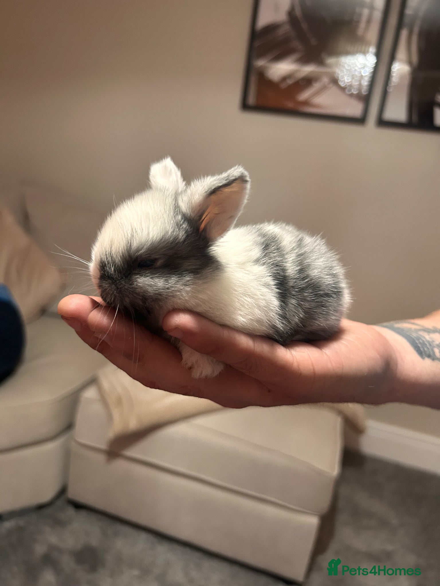Lionhead rabbits Baby rabbits for sale - Advert 4