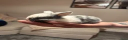 Lionhead rabbits for sale: Baby rabbits for sale - Advert 1