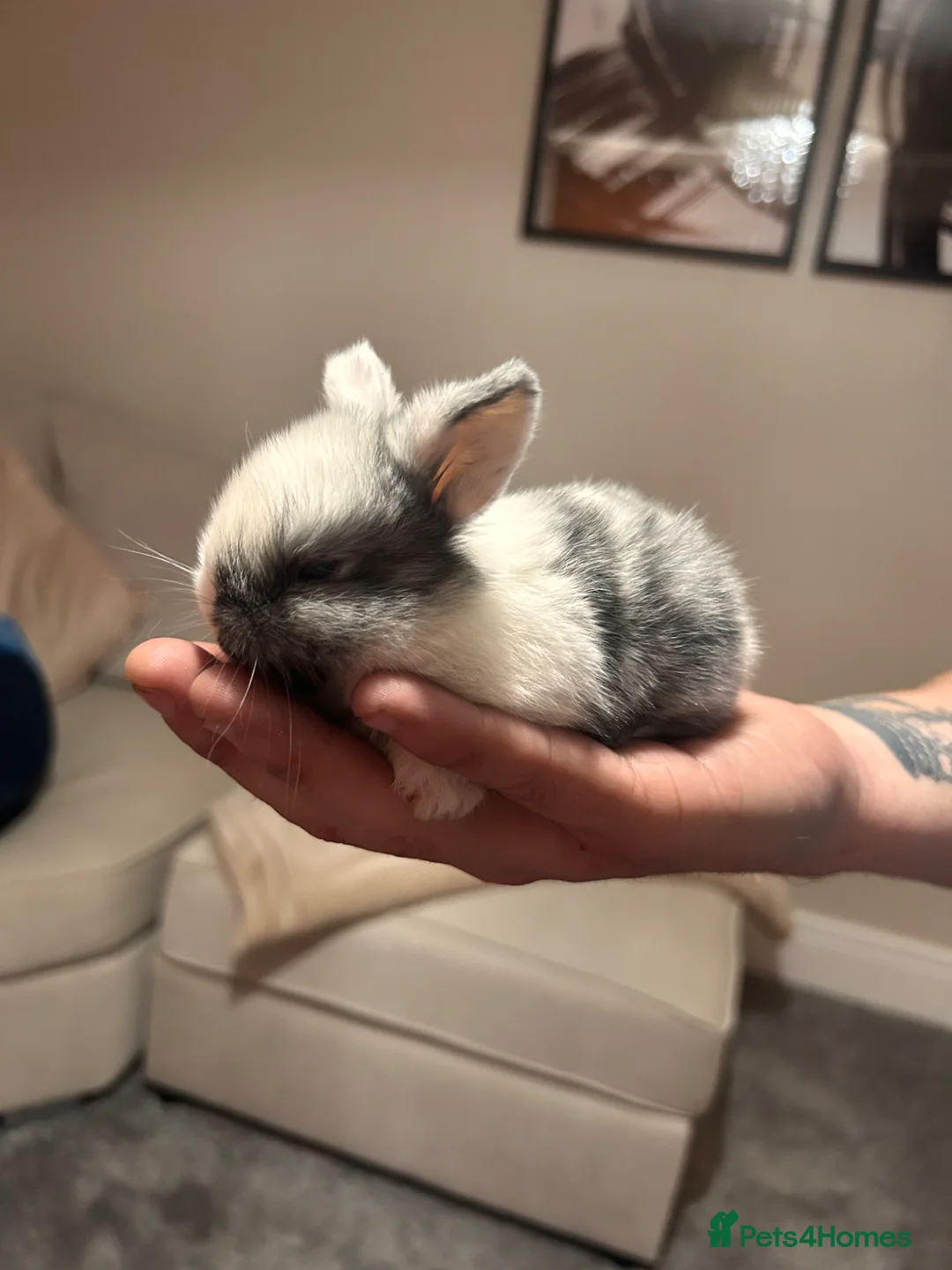 Lionhead rabbits for sale: Baby rabbits for sale - Advert 1