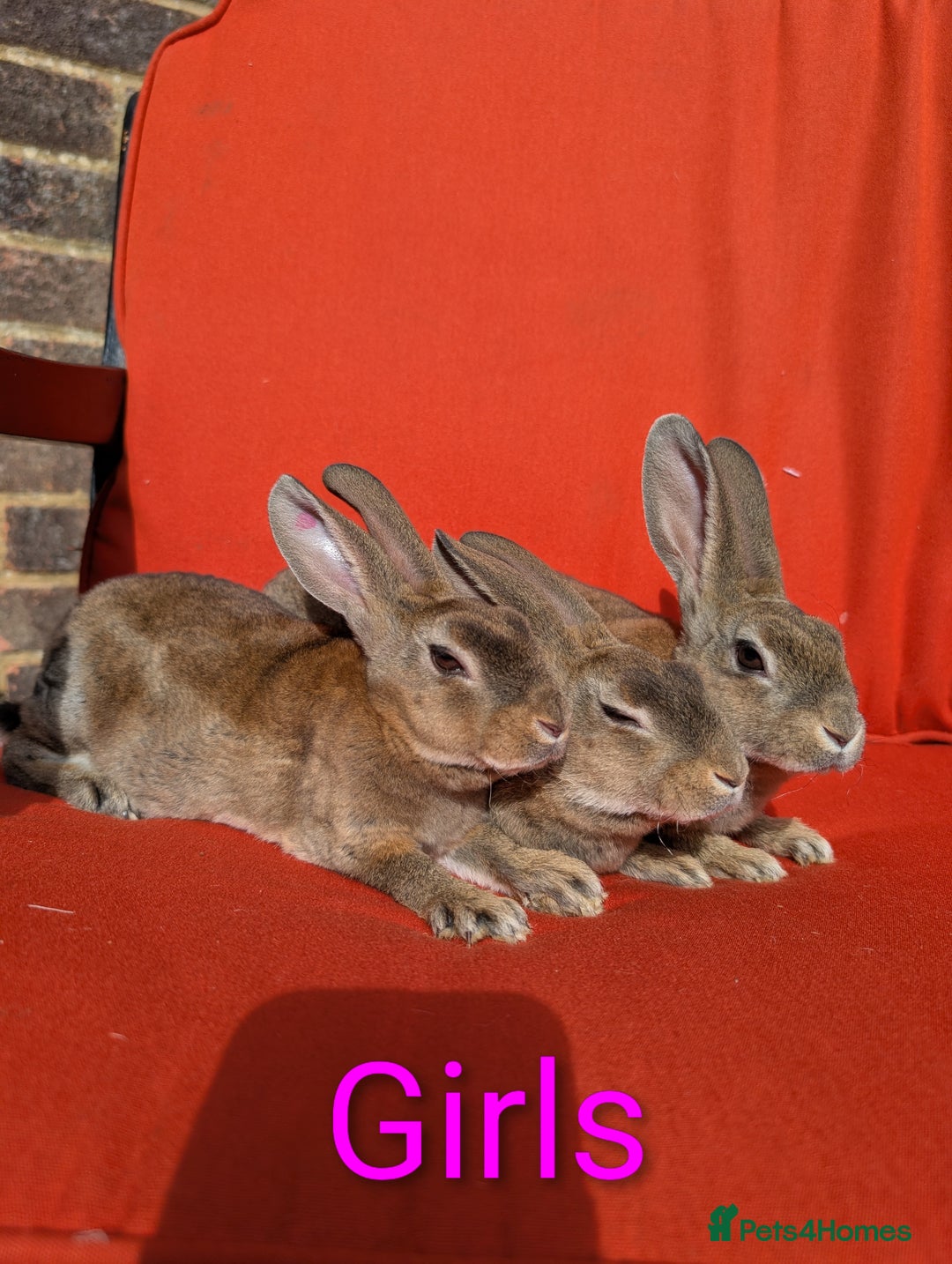 Rex rabbits for sale: Standard Rex REDUCED  - Image 3