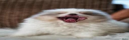 Pomeranian dogs for sale: Unique Boy with Blue Eyes - Advert 7