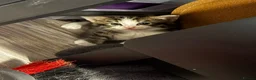 Mixed Breed cats for sale: 2 female and 2 male kittens  - Advert 18