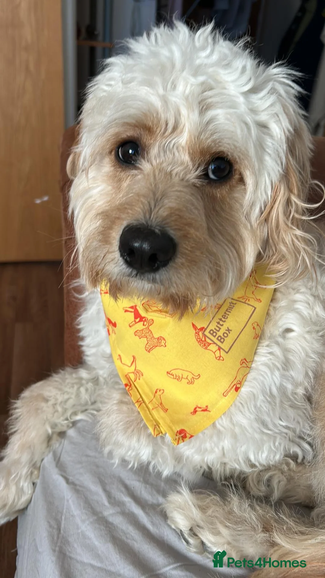 Cavapoo dogs for stud: Male F1 blond cavapoo available to STUD  - Advert 2