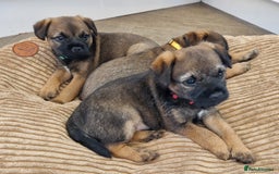 Border Terrier dogs for sale: DNA Health Tested Border Terrier pups (Boys) - Image 3