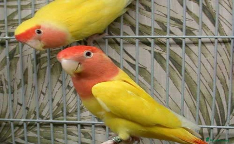 Lovebirds birds - Advert 12