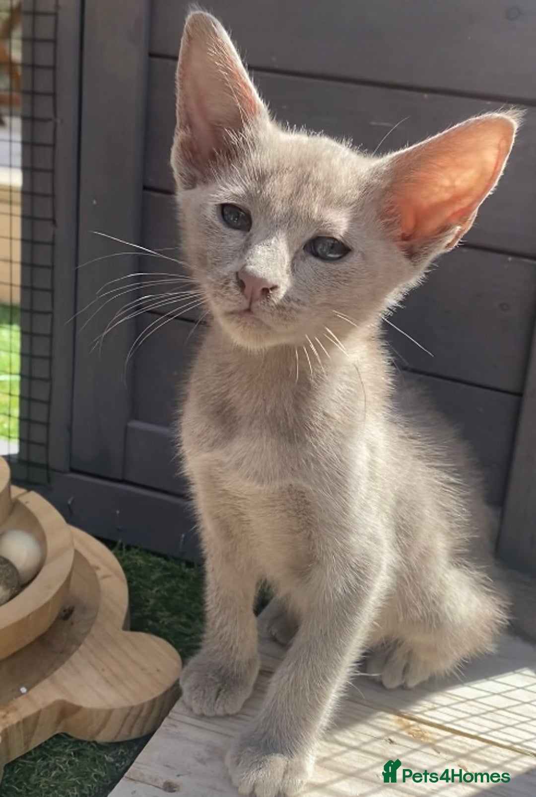 Mixed Breed cats for sale: Oriental X Siamese  - Image 25