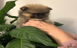 Pomeranian dogs for sale: Kc reg. Show quality 3 Pomeranian girls - Image 24