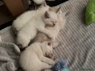 Scottish Fold cats Scottish Fold/Straight Kittens (1 girl 3 boys) - Advert 6