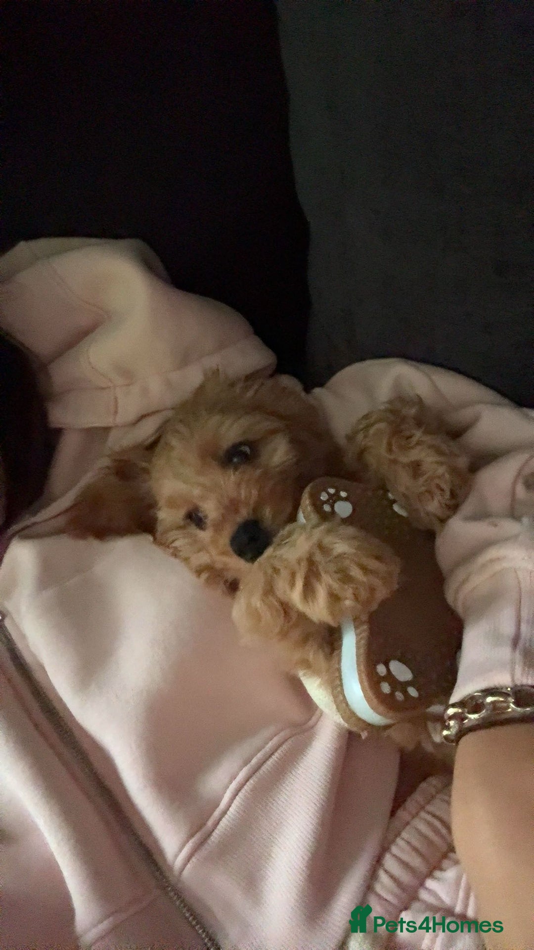Cockapoo dogs for sale: F1 Cockapoo puppy - Image 2