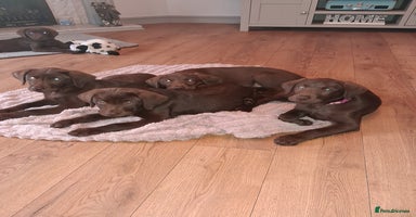 Labrador Retriever dogs - Advert 7