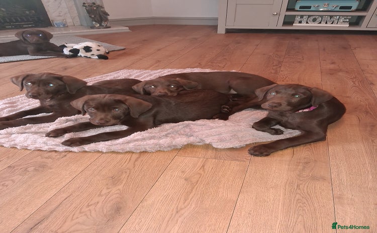 Labrador Retriever dogs - Advert 16