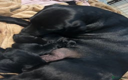 Mixed Breed dogs for sale: Gorgeous Kelpador puppies.  - Advert 9