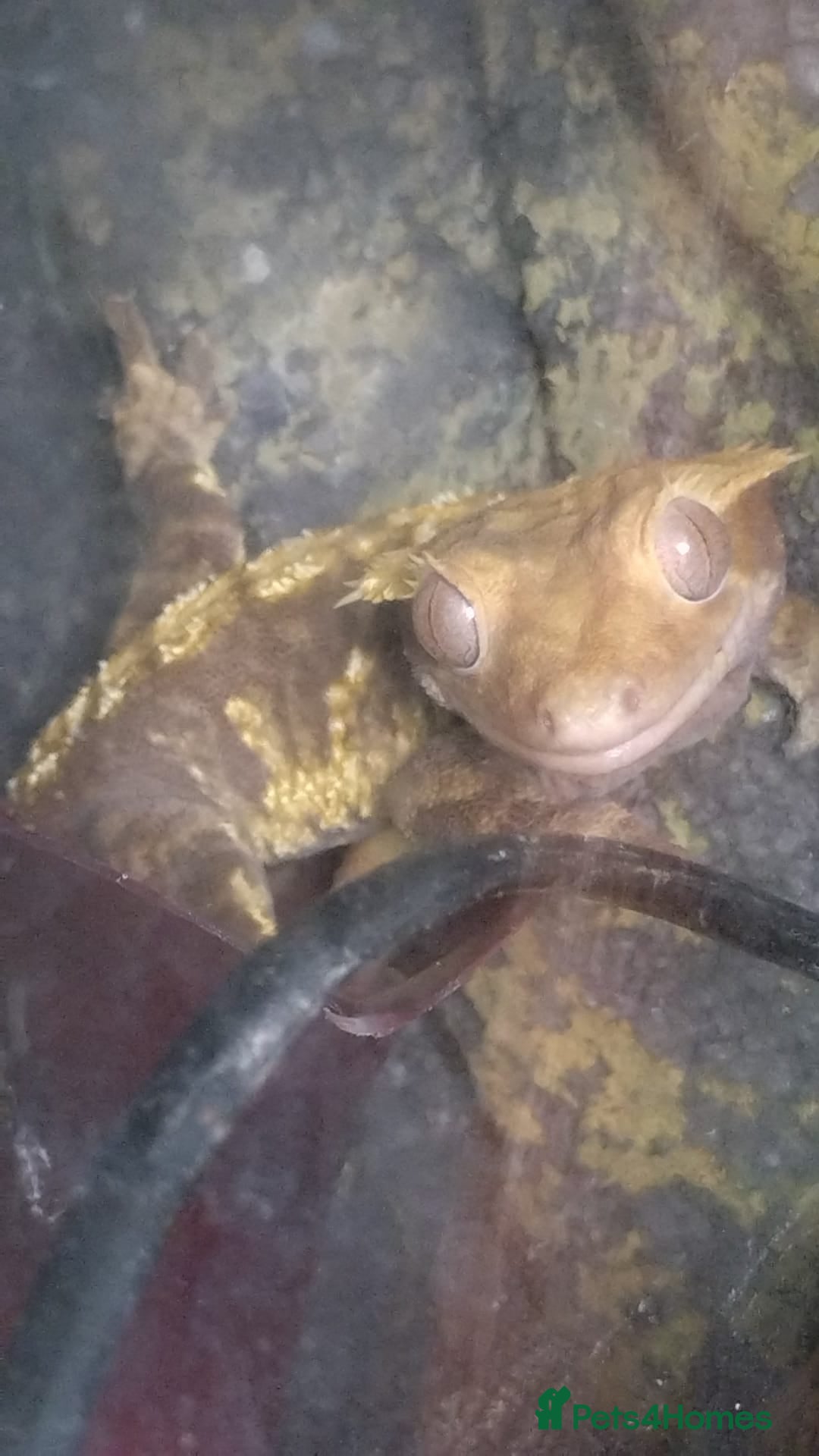 Gecko reptiles for sale: Tailless Crested Gecko with terrarium and extras - Image 2