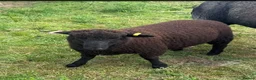 Sheep livestock for sale: Twin wether lambs for sale  in Norwich - Advert 3