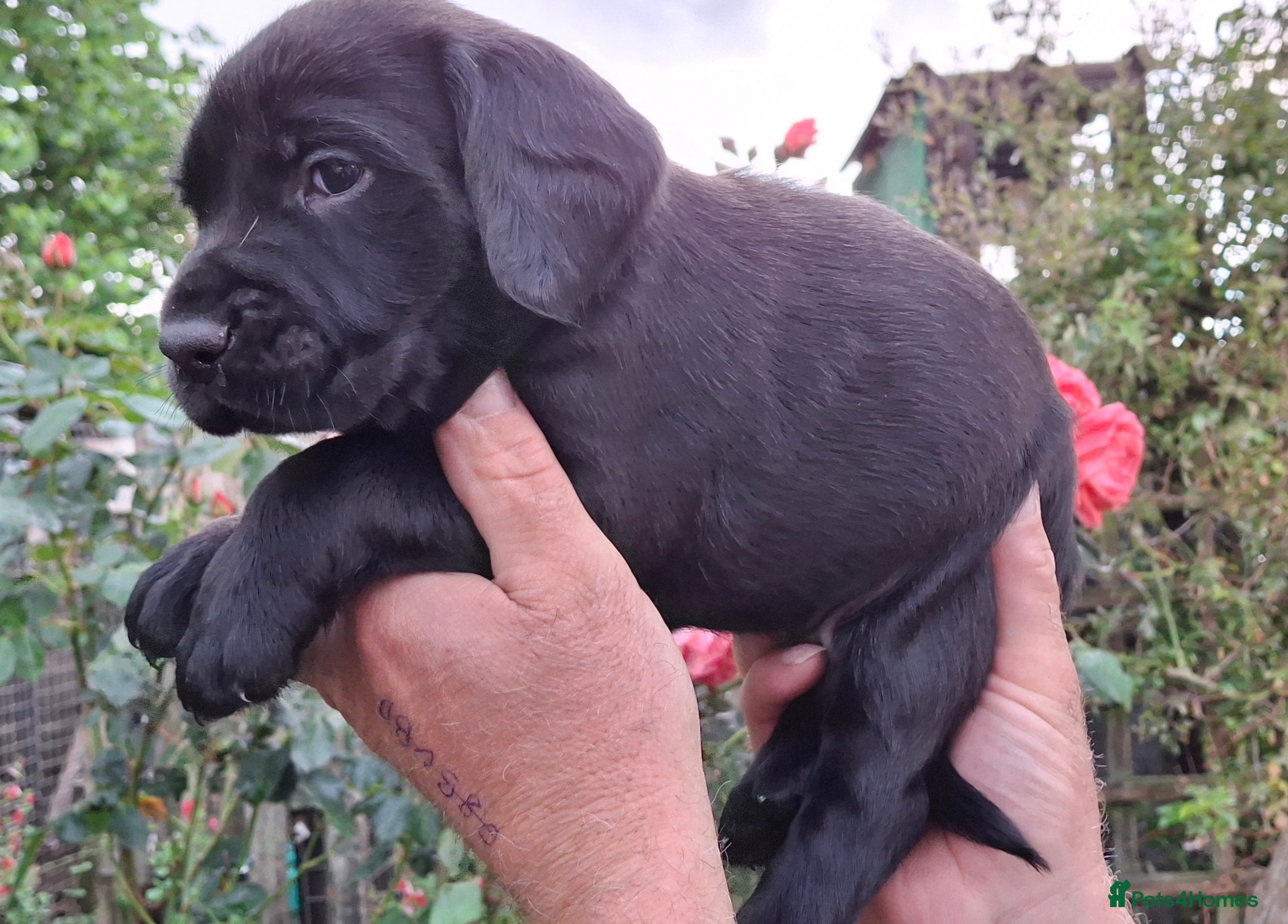 Springador dogs for sale: Springador  in Diss - Advert 5
