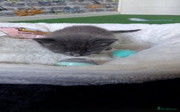 British Shorthair cats for sale: 3 beautiful kittens - Image 8