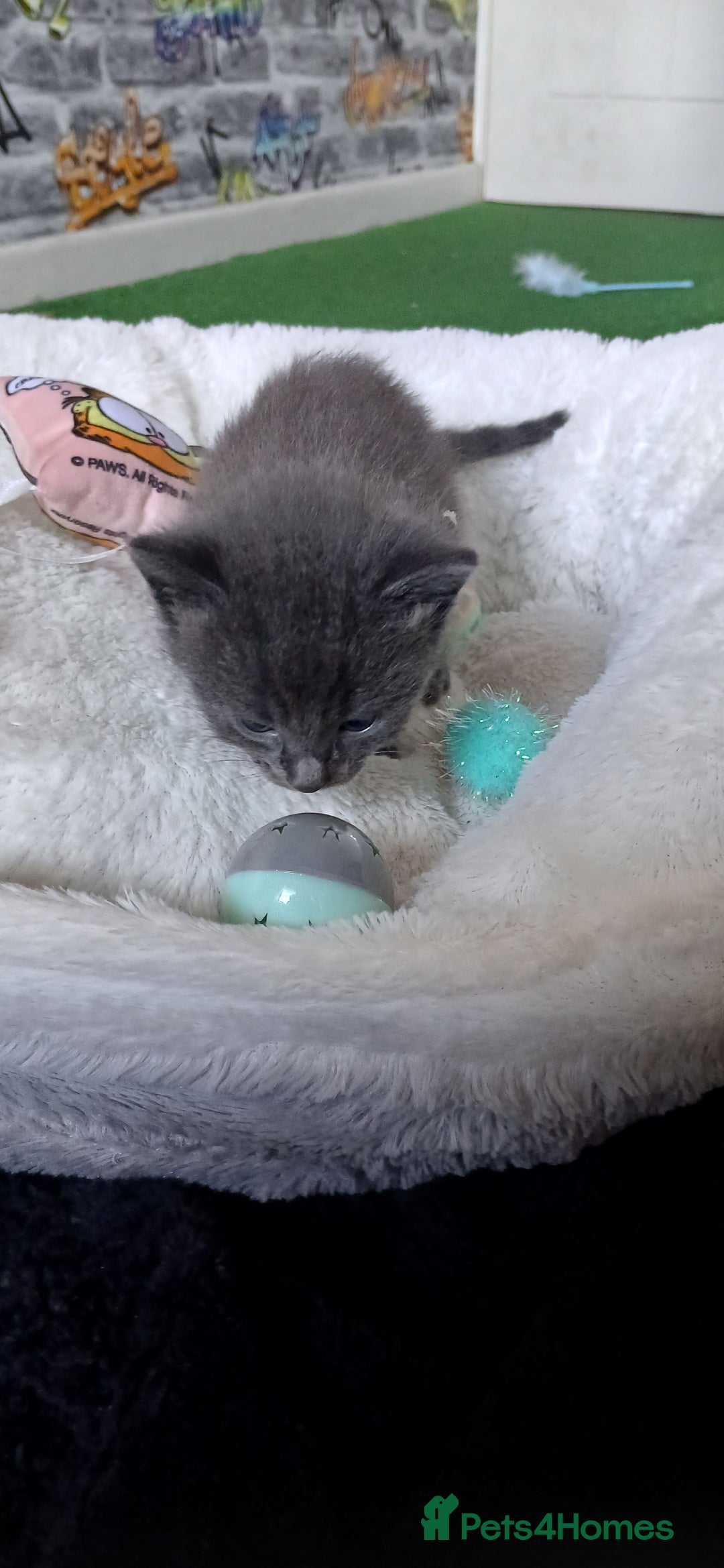 British Shorthair cats for sale: 3 beautiful kittens - Image 8
