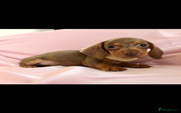 Miniature Dachshund dogs for sale: True miniature’s dapples & chocolate 🤎 - Image 8