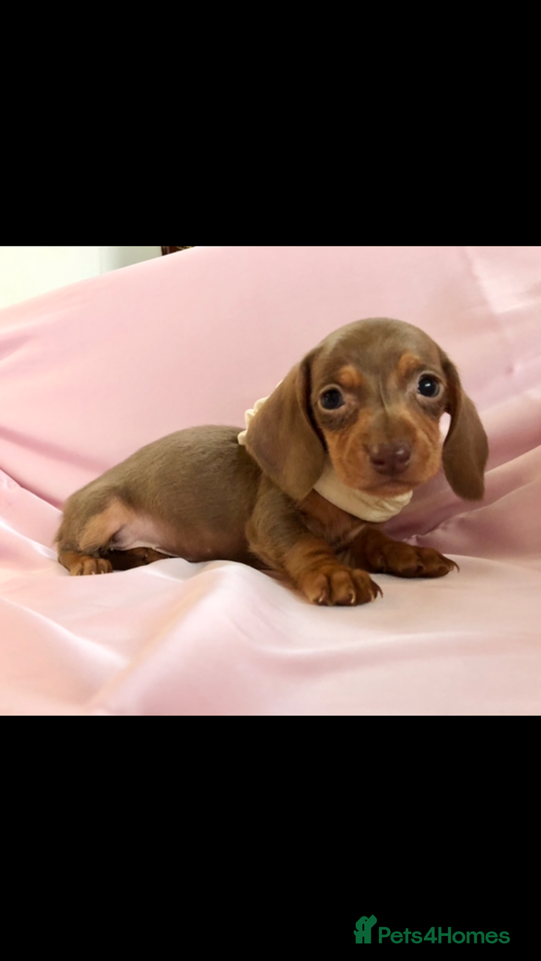 Miniature Dachshund dogs for sale: True miniature’s dapples & chocolate 🤎 - Image 8