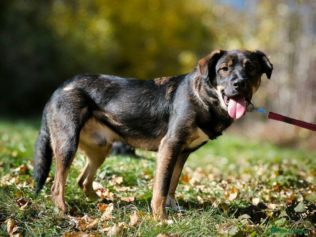 Mixed Breed dogs for adoption: 💙🐶 KOKOS 🐶💙 - Advert 20