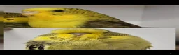 Budgerigars birds for sale: For Breeders only - Advert 11