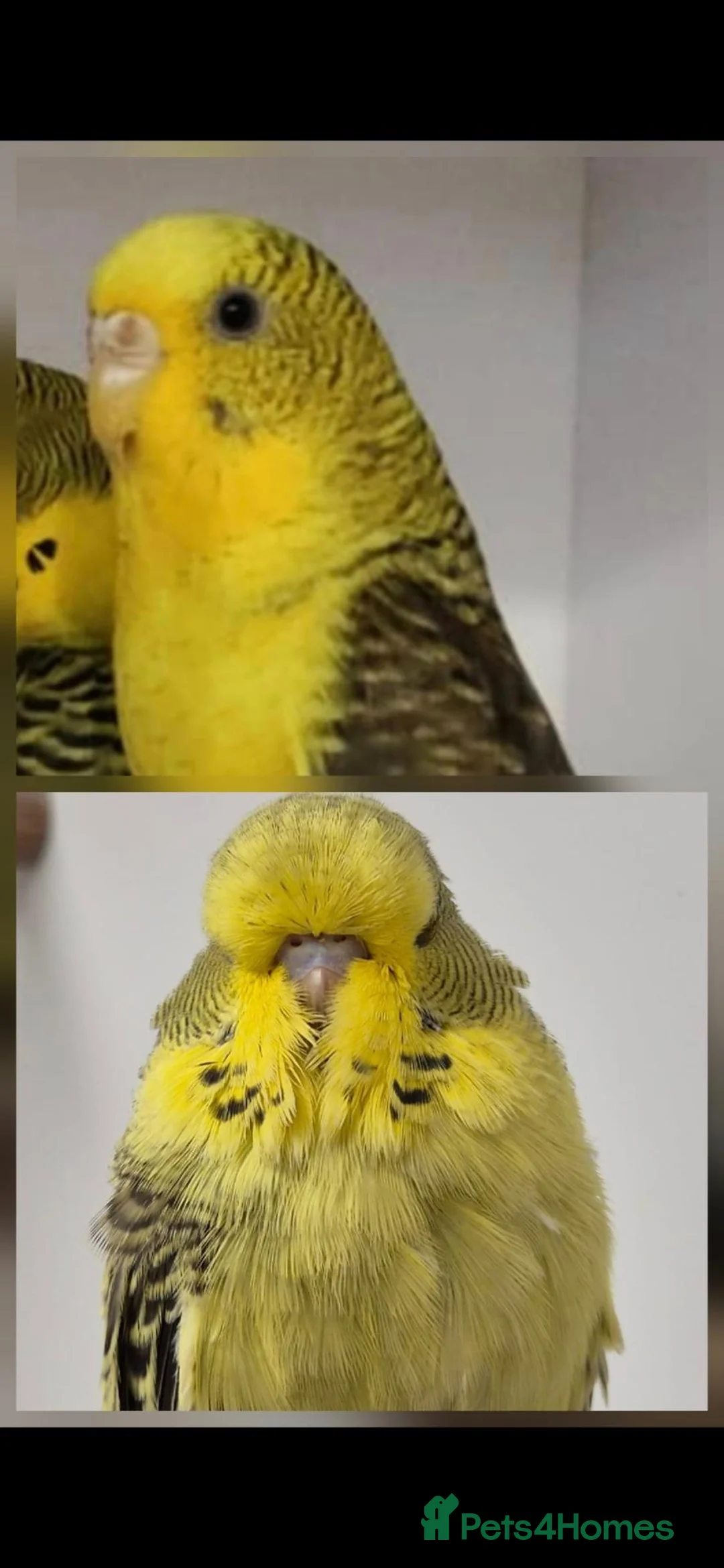 Budgerigars birds for sale: For Breeders only - Advert 11