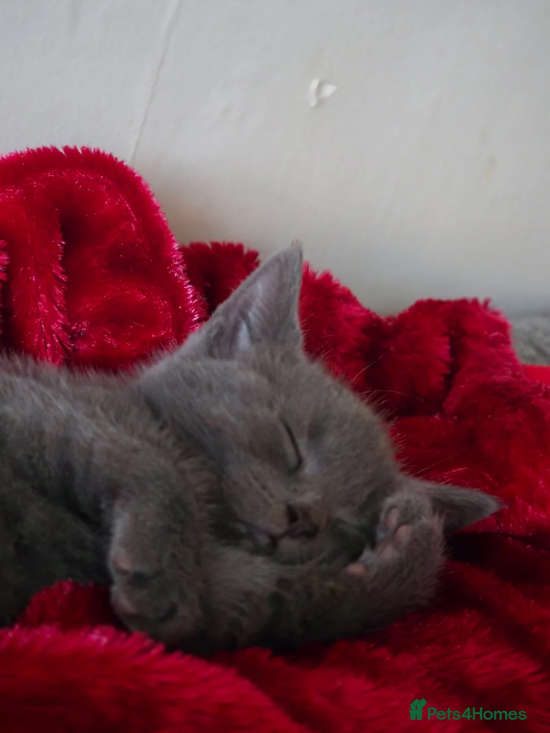 Russian Blue cats for sale: Emma  - Advert 2