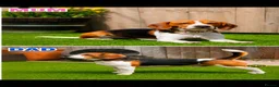 Beagle dogs for sale: Beagle puppy - Advert 2