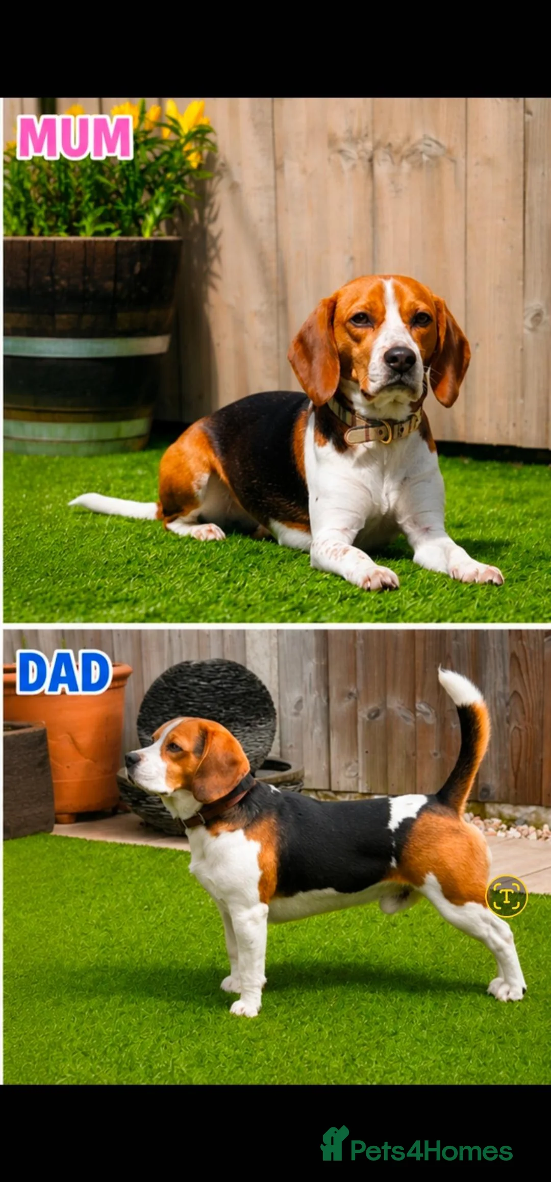 Beagle dogs for sale: Beagle puppy - Advert 2