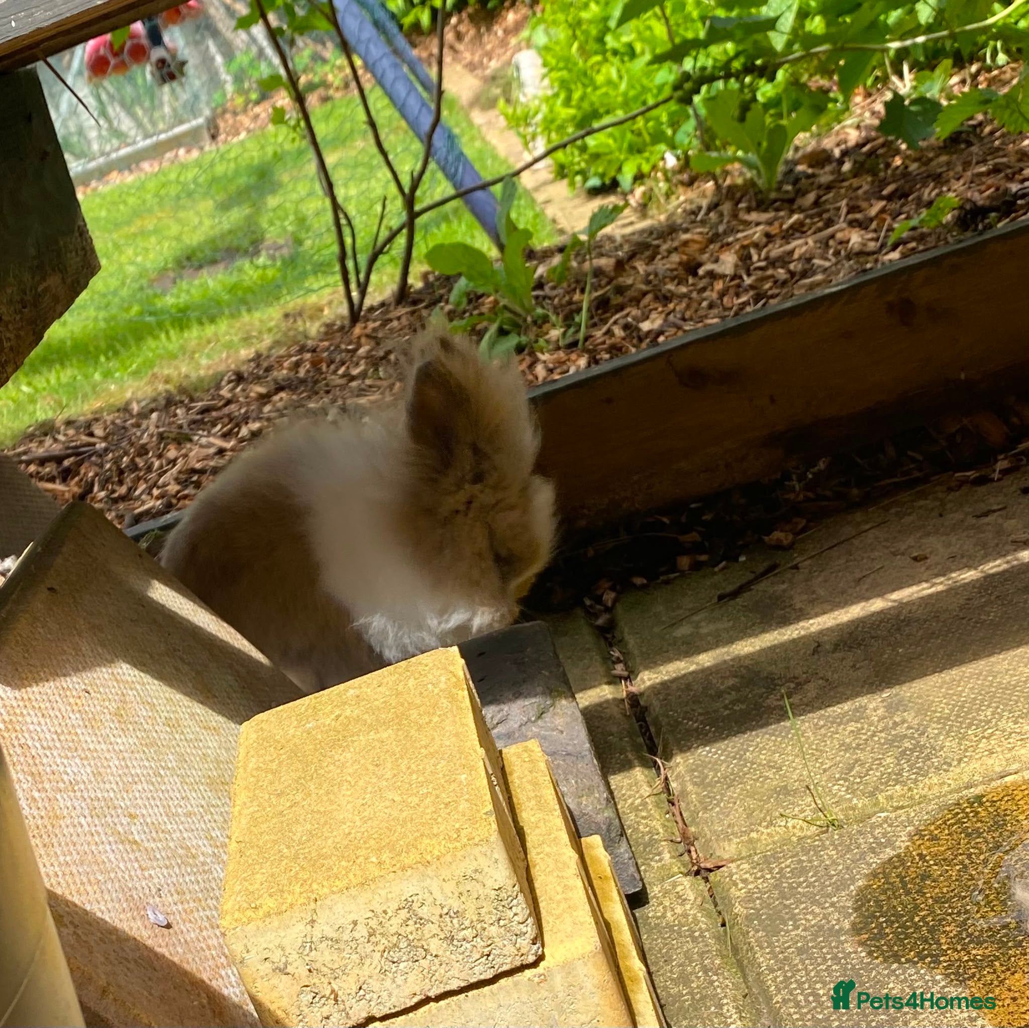 Lionhead rabbits for sale: Dwarf Lionhead Male - Advert 6