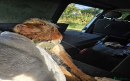Hungarian Vizsla dogs for sale: Hungarian wire haired vizsla  - Image 1