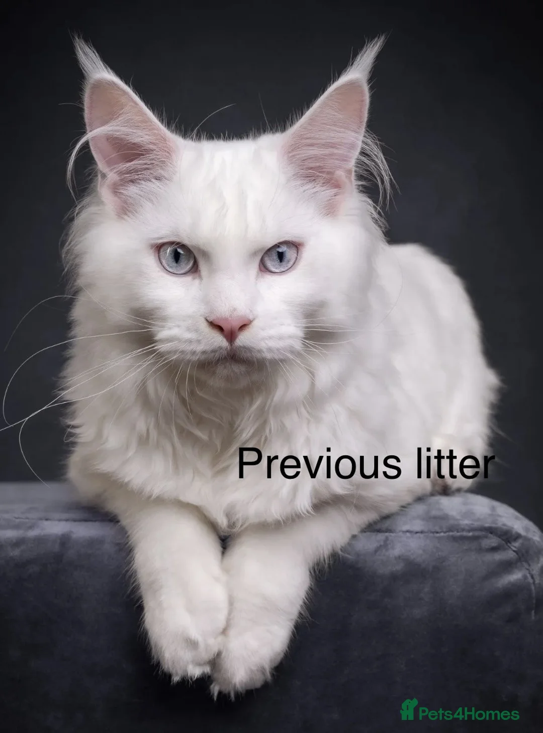 Maine Coon cats for sale: Council licensed TICA white Maine Coon kittens - Advert 2