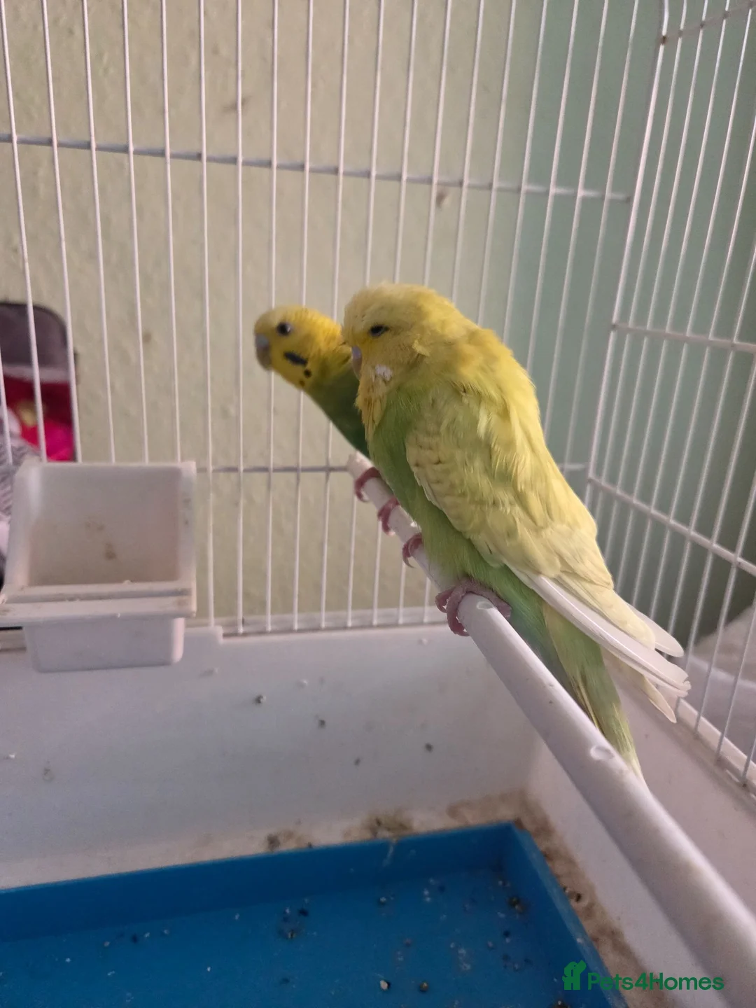 Budgerigars birds for sale: Exhibition budgie show budgie  in Birmingham - Advert 18