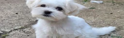 Maltese dogs for sale: Korean Maltese puppies  in London - Advert 6