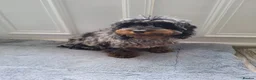 Cockapoo dogs for sale:  Phantom Blue Merle Puppy - Advert 4