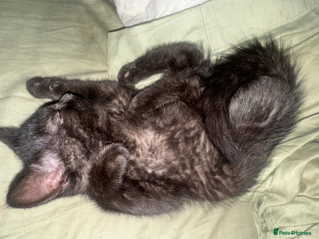 Domestic Shorthair cats for sale: British Shorthair x Black Domestic  - Image 10