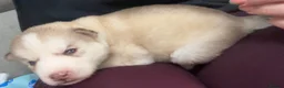 Siberian Husky dogs for sale: 7 stunning Siberian huskies  in Dundee - Advert 11