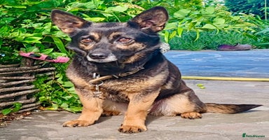 Bearded Collie dogs Tiffany: The Dog Who Was Saved  - Advert 2