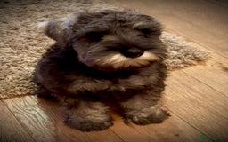 Miniature Schnauzer dogs for sale: Fully Vaccinated Beautiful Pepper & Salt babies - Image 9