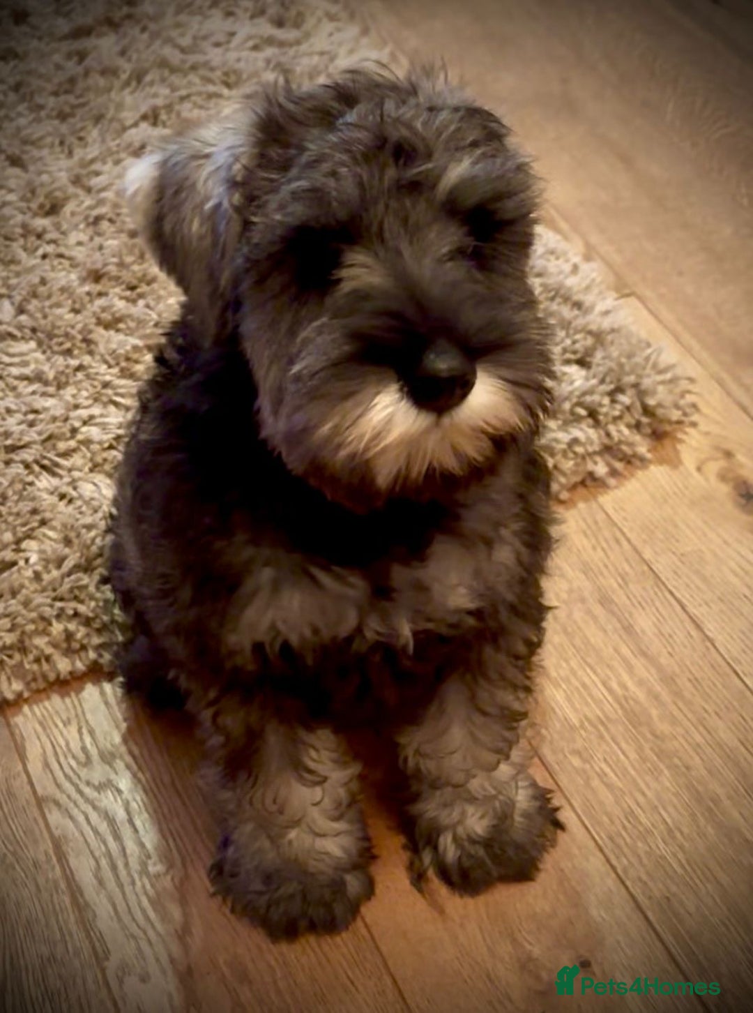 Miniature Schnauzer dogs for sale: Fully Vaccinated Beautiful Pepper & Salt babies - Image 9